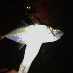 助松埠頭周辺アジング　常夜灯の下ダウンショットで中アジの釣果