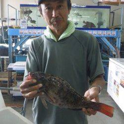 みなべ堺の沖磯　大島にてウキ釣り・ホンダワラでイガミ