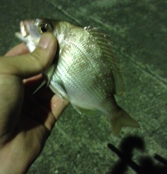 日置川河口半夜で投げ釣り　チャリコの釣果