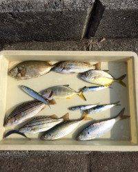 マリーナシティ海釣り公園　サビキで魚種多彩な釣果