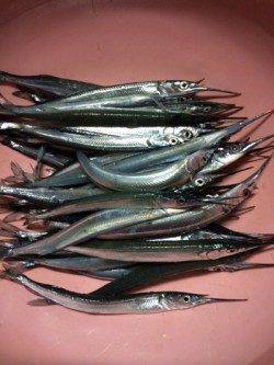 柴山港　初のサヨリ釣りで42匹の好釣果