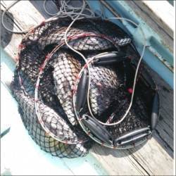 千歳の沖防波堤にトライ　二人でチヌ50cmを頭に7匹の釣果