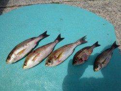 神谷沖一文字カゴ釣り釣果　青物も釣れています
