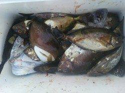 湯浅の磯のフカセ釣り　アイゴ・グレ・チヌの釣果