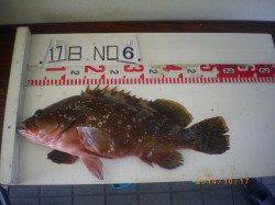 姫路市立遊漁センター　久々の大物、アコウ５２センチ！