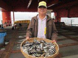 尼崎市立魚つり公園　ズボ釣りでサンバソウ大漁です