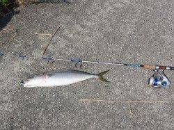 武庫川周辺いろんな魚が釣れてます　ルアーでハマチの釣果　