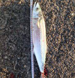 加太漁港　ショアジギングでサゴシが釣れました