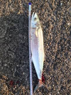 加太漁港　ショアジギングでサゴシが釣れました