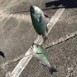 和歌山北港魚つり公園　カゴ釣りでグレの釣果