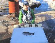 黒島の磯でグレ・アイゴ　鷹島のカンドリでグレの釣果