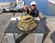 黒島の磯　ヤエンでのアオリイカ釣果　ほかアイゴは数釣れています
