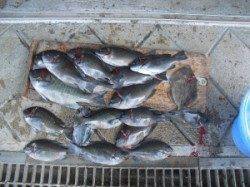 カマ磯　フカセ釣りでグレ好調、26匹の釣果