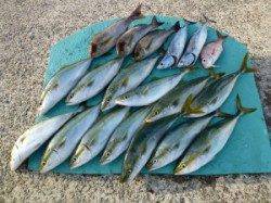 ヒラバエでのカゴ釣り　ハマチが良く釣れています