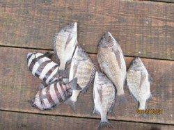 田井の筏　チヌの釣果、サヨリは数釣れていました