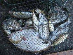 宮崎筏でチヌ、六本裏カセでヒラメ・チヌの釣果
