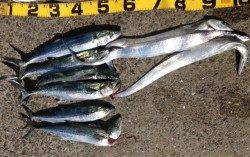 尼崎　朝一はタチウオ5回のアタリで3本、呑ませ釣りのサゴシは入れ食い