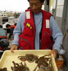 岸和田一文字　タコの釣果あり