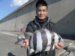 和歌山北港魚つり公園　サンバソウ36cm　ほか良型スズキの釣果もありました