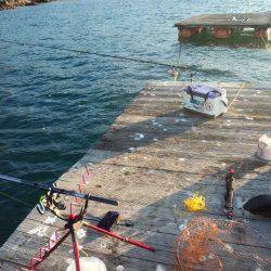栖原の筏　何とかコウイカ3バイ…今年アオリイカは少ないようです