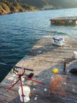 栖原の筏　何とかコウイカ3バイ…今年アオリイカは少ないようです
