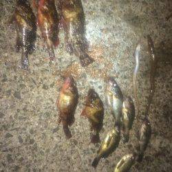 樽井漁港　メバリング釣行で根魚のアタリ多数アリ
