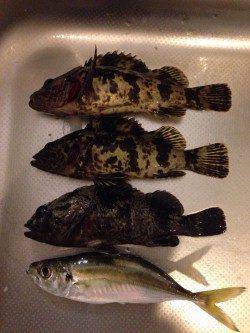 林崎漁港　テトラ帯でロッキング調査☆タケノコメバル・ソイ・アジが釣れました