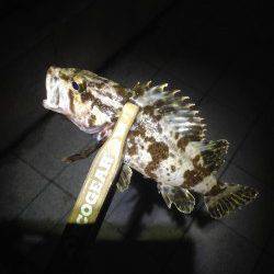 神戸港アジング　常夜灯が効いたPOINTにはアジが沸いていました♫