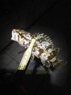 神戸港アジング　常夜灯が効いたPOINTにはアジが沸いていました♫