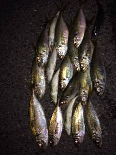 舞洲アジング　雨の中19匹、ジャンボもまじり楽しい釣行