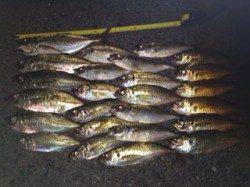 大阪南港アジング　アジの活性が良くジャンボ4匹ふくむ25匹の釣果