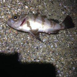 須磨　深夜からのアジングは〜19cmの数釣り　メバルの姿も