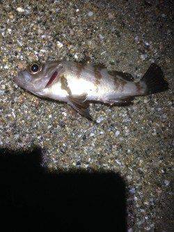 須磨　深夜からのアジングは〜19cmの数釣り　メバルの姿も