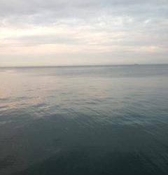 佐野漁港　周りも渋い中でのエギングで貴重なアオリイカ