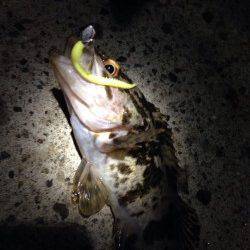 林崎漁港　テトラ帯でロッキング調査☆タケノコメバル・ソイ・アジが釣れました