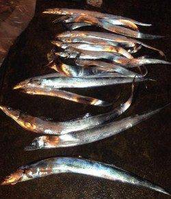 中島　 浮き釣り、引き釣り、ワインドでタチウオ16尾の釣果
