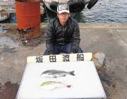 黒島の筏　良型チヌ43cmの釣果　ほかヤエンでアオリイカも