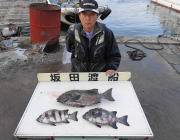 黒島の磯　イシダイの釣果出てます。