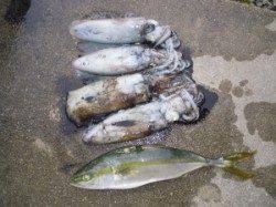 カルモ島でヤエン釣り　アオリの他ハマチも釣れました