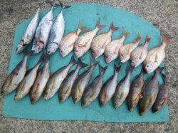 神谷　カゴ釣りでグレ・ハマチ・イサギ・小ダイの釣果