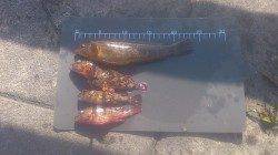 新浜漁港　新波止場にて探り釣り　ガシラのほかナイスサイズのアイナメ