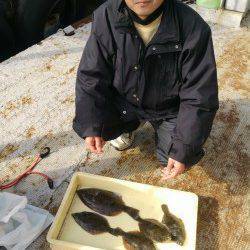 岸和田一文字　沖の北でカレイの釣果　30〜35cmの良型が釣れています