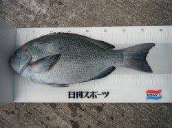 和歌山北港魚つり公園グレ38.3cm！　ほかサンバソウ・メバル・ウマヅラなど