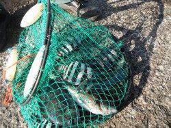 和歌山北港魚つり公園　サンバソウ・グレ・メバルの釣果