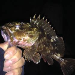 貝塚　釣り納めのガシリング釣行