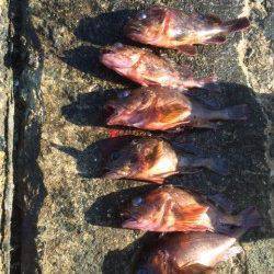 須磨　カレイ狙いの投げ釣りは渋く、落とし込みでテトラの根魚は高活性でした