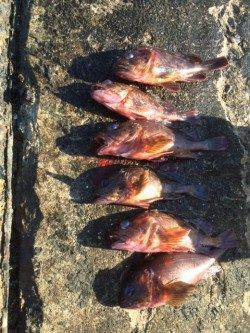 須磨　カレイ狙いの投げ釣りは渋く、落とし込みでテトラの根魚は高活性でした