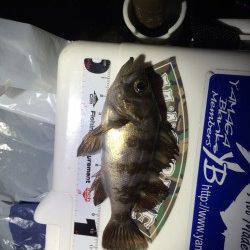 大阪南港　アジングの釣果、27cmの良型アジも釣れています