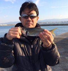 良い型のアジが釣れてると聞いて岸和田一文字にサビキ釣りに行ってきました