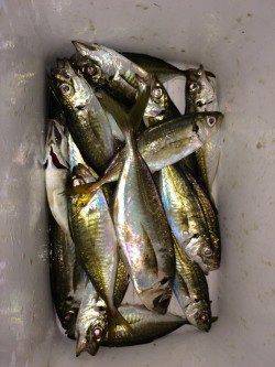 大阪南港アジング　豆&小アジのアタリ多く高活性、ジャンボも釣れました